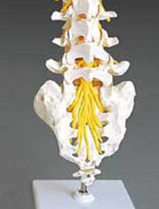Flexible Lumbar Vertebral Column